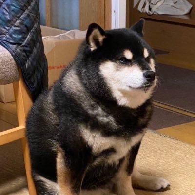Shiba
