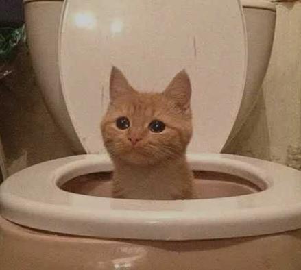 POOPCAT