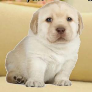 perro