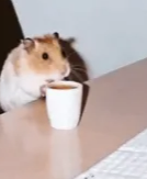 HAMSTER