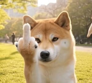 鄙视柴