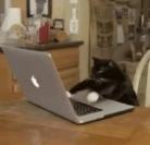 TYPING CAT