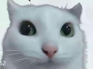 最新真神猫MEME