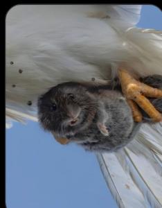 VOLE