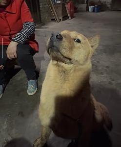 丧彪