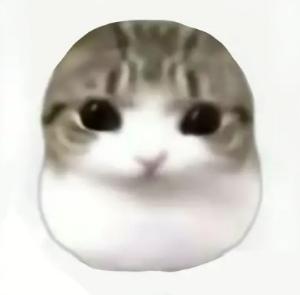 被生活磨平了棱角的小猫