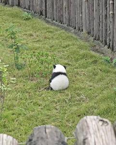 The Baby Panda
