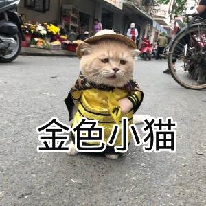 金色小猫