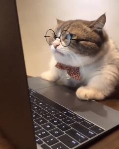 NERDCAT