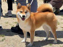 Kouji