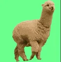 羊驼羊驼