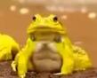 golden toad
