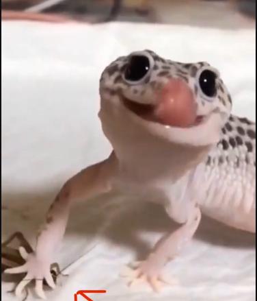 GECKO