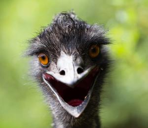 emu