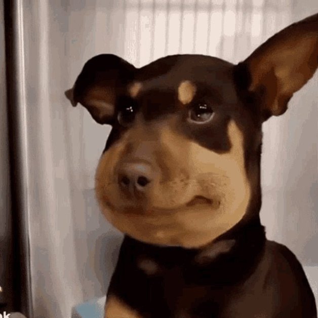 beedog