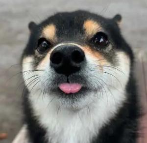 豆柴