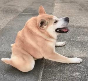 土豆
